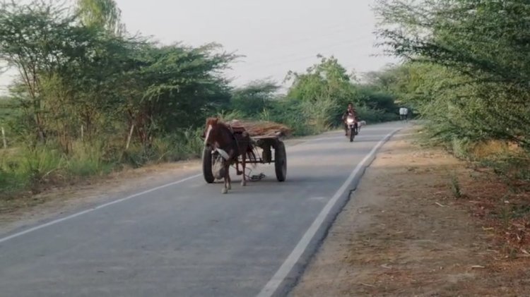 रायबरेली-तांगा लेकर भागा घोड़ा,सड़क पर फैली दहशत,,,