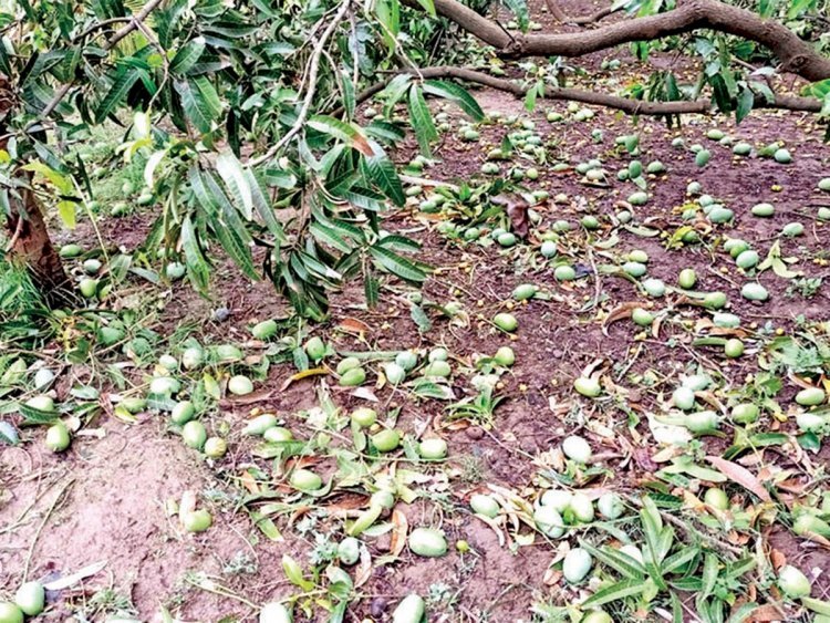 रायबरेली-तेज आंधी के साथ हुई बरसात , आम को नुकसान