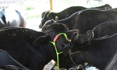 रायबरेली-भैस चोरो का आतंक से उडी ग्रामीणो की नींद 