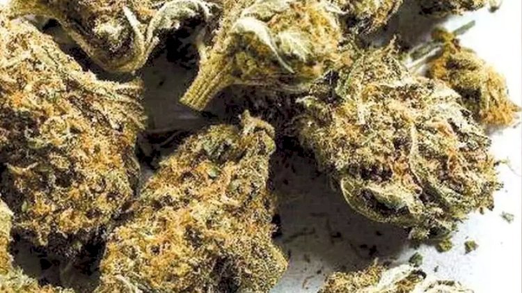 रायबरेली-खुलेआम गांजे का हो रहा है अवैध कारोबार