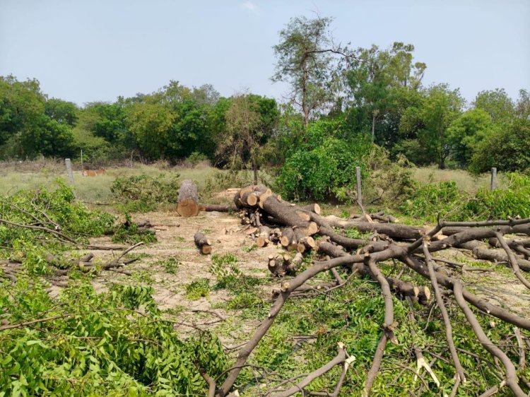 रायबरेली-ऊंचाहार में आखिर किसके अनुमति से काटे जा रहे प्रतिबंधित नीम का पेड़,,,,,?