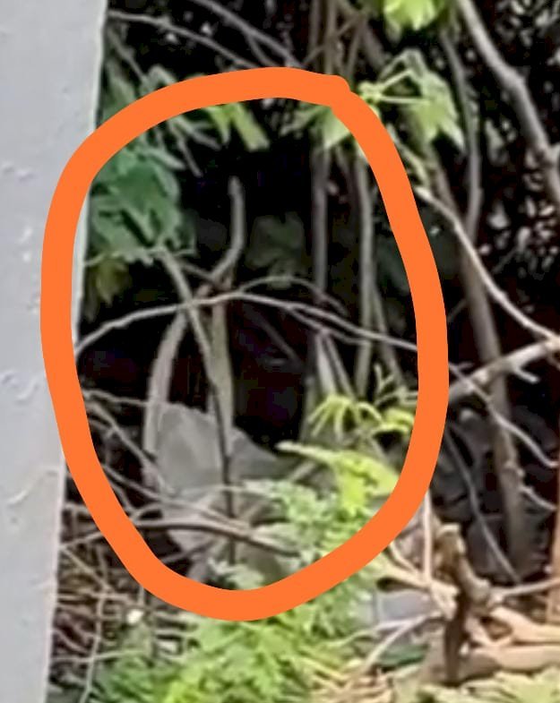रायबरेली-निरंजनपुर मजरे खुर्रमपुर में बुधवार को एक अनोखा नजारा देखने को मिला जाने क्या,,,,? 