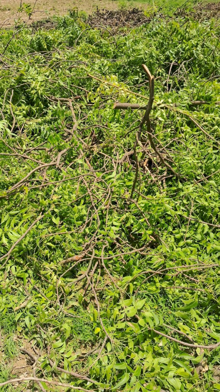 रायबरेली-डलमऊ रेंजर और दरोगा आलोक मणि तिवारी मिलकर हरियाली पर चला रहे आरा,उजागर होने पर कार्यवाही करते है बात