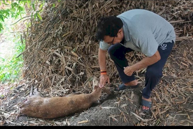 रायबरेली- सरहनीय कार्य राजा जितेंद्र बहादुर सिंह नें घायल हिरन को बचाया किया वन विभाग के हवाले,,,, 