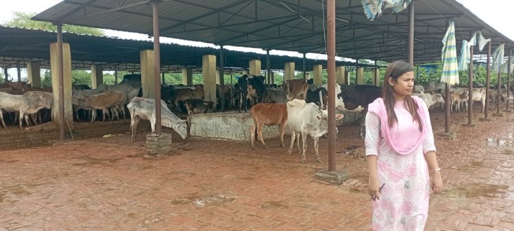 रायबरेली-जिलाधिकारी के निर्देश पर एडीएम , सभी एसडीएम एवं सभी तहसीलदारों ने क्षेत्र और गौशालाओं का किया निरीक्षण