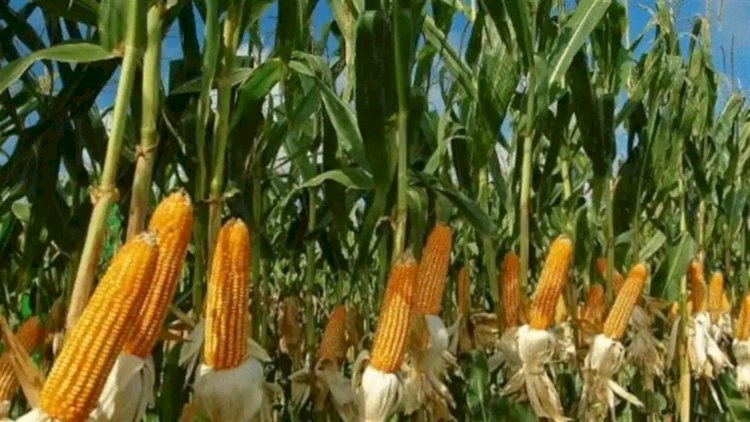 तिलहन फसलों से किसानों का मोह भंग, मक्का की खेती की ओर क्यों बढ़ रहा झुकाव?