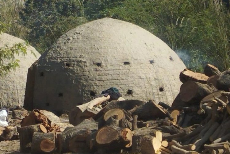 रायबरेली-डलमऊ में धधक रही हैं अवैध कोयला भट्ठियां, प्रकृति और लोगों की सेहत पर संकट, रेंजर की मेहरबानी पर उठे सवाल