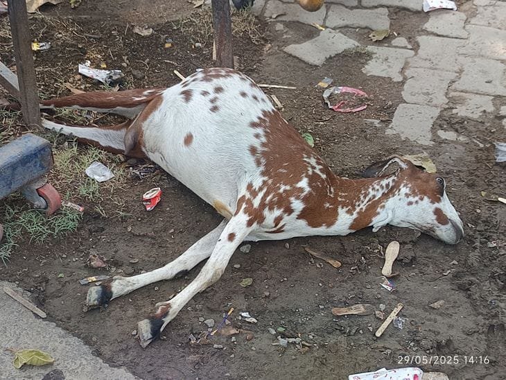 रायबरेली- झटका तार के चपेट में आने से बकरी की मौत,की शिकायत