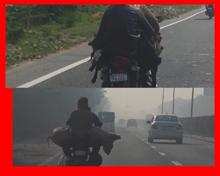 रायबरेली - मवेशियों के साथ क्रूरता , बाइक से सुअर व बकरियों को ढोते लोग , वीडीओ वायरल