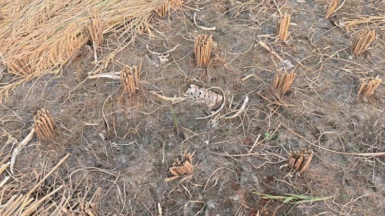 रायबरेली - धान के खेतों में मिला अस्थि पिंजर, मानव कंकाल होने की आशंका