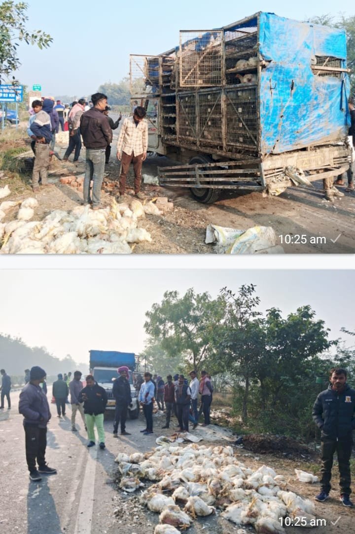 रायबरेली - तेज रफ्तार अनियंत्रित पिकअप पलटा, लगभग तीन दर्जन मुर्गियों की हुई मौत