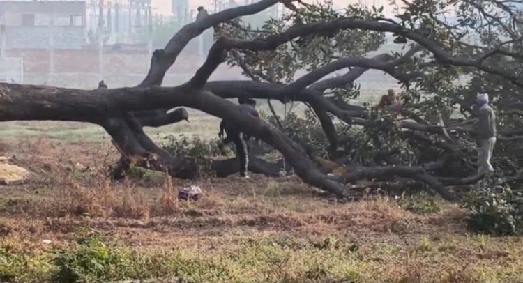 रायबरेली-ऊंचाहार में हरे आम के पेड़ पर चला आरा, वीडियो वायरल होने पर वन विभाग में हड़कंप,,,