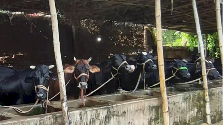 भैंस पालन पर किसानों को मिलेगा अनुदान: सामान्य वर्ग को 50%, एससी-एसटी-ईबीसी को मिलेगी 75 फीसदी सब्सिडी