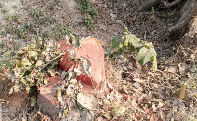 रायबरेली-नहर विभाग के अधिकारियों की सुस्ती का फायदा उठा रहे अज्ञात चोर अब सरकारी पेड़ भी सुरक्षित नहीं