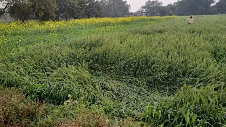 रायबरेली में हल्की बारिश और तेज हवा से बढ़ी ठंड, अगले तीन द‍िन तक सुबह बना रहेगा कोहरा
