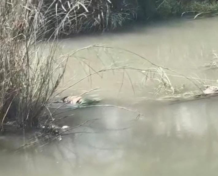 रायबरेली:नहर में मिला अज्ञात महिला का शव, इलाके में फैली सनसनी