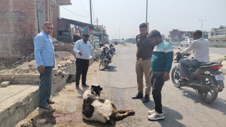 ऊंचाहार लेखपाल प्रमोद गुप्ता की दरिया दिली घायल गौवंश की मदद,,,,,? 