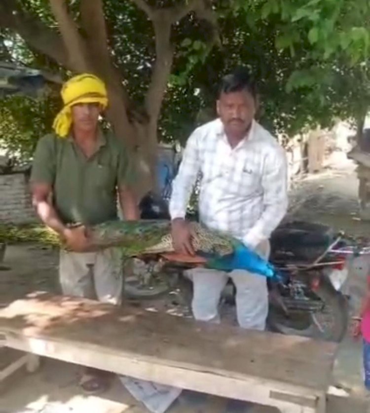 ऊंचाहार:जंगली जानवर के हमले में राष्ट्रीय पक्षी मोर की मौत,,,,