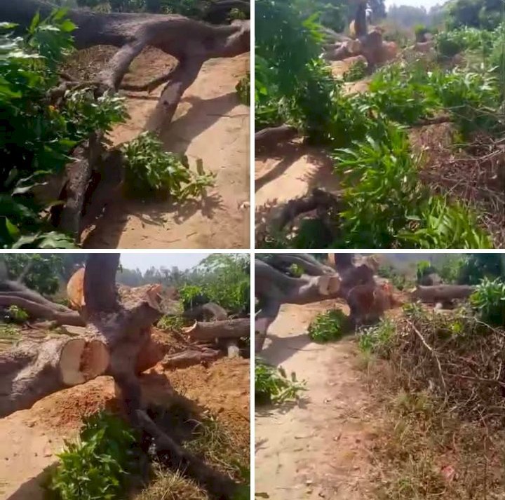 रायबरेली-आधा दर्जन से अधिक हरे आम के पेड़ों की कटान का वीडियो वायरल, सीमावर्ती गांव बन रहे अवैध कटान का हब