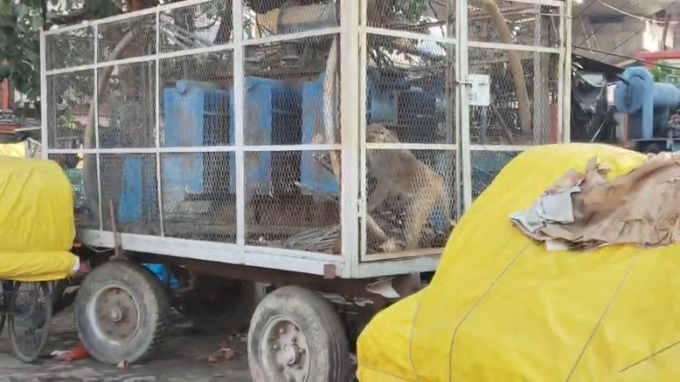 रायबरेली-ट्राली ट्रांसफार्मर में फंसा बंदर, टला बड़ा हादसा, लोगों की सूझबूझ से बची जान