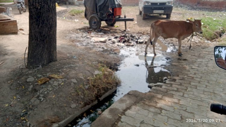 रायबरेली-सरकार की स्वच्छ भारत मिशन योजना को मुँह चिढ़ाती हुई नजर आ रही है बजबजाती नालियाँ