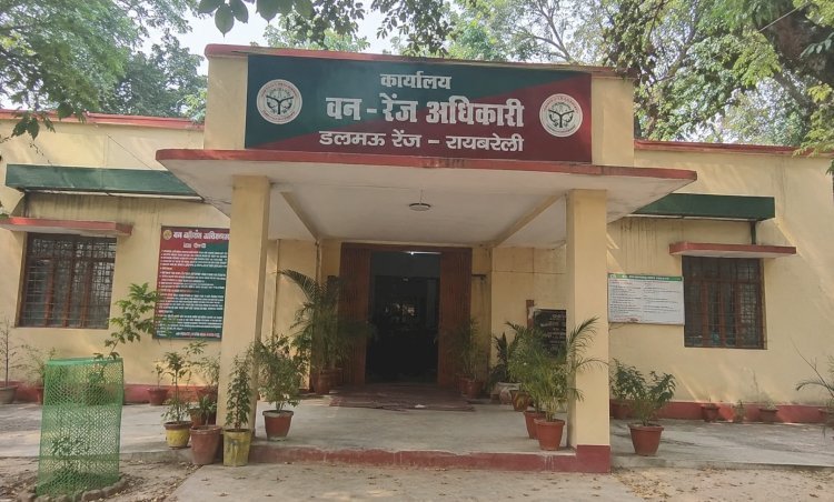 रायबरेली-आंधी में गिरे पेड़ों की आड़ में खेल! ठेकेदारों की मनमानी, वन विभाग के दरोगा आशीष मौर्या बने अंजान
