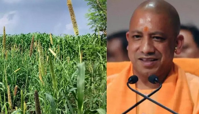 मिलेट्स के प्रोत्साहन के लिए 4 साल में 200 करोड़ खर्च करेगी योगी सरकार, लाखों किसान सीखेंगे उन्नत खेती के तौर-तरीके