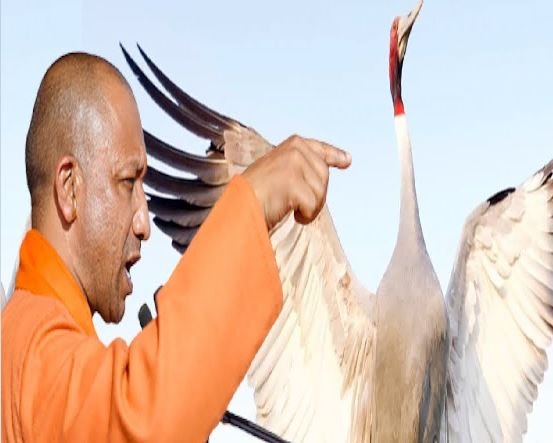 प्रकृति प्रेमियों का नया गंतव्य होगा कुकरैल नाइट सफारी और रानीपुर टाइगर रिजर्व, सारस के संरक्षण के लिए सीएम योगी ने दिए निर्देश