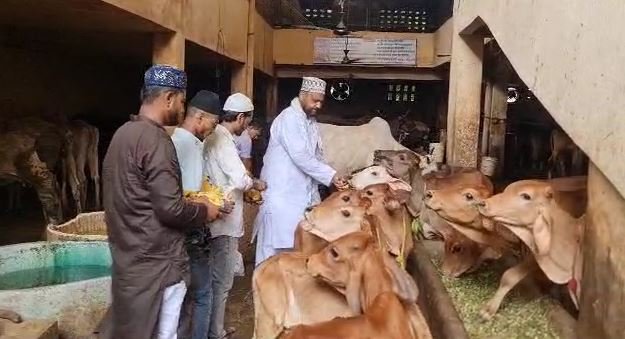 मुस्लिम समाज के लोगों ने बकरीद पर कुर्बानी का किया बहिष्कार, गौशाला जाकर गायों को खिलाया फल