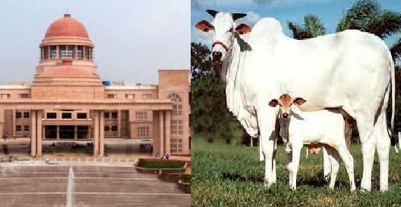 इलाहाबाद हाईकोर्ट की लखनऊ पीठ ने कहा- हमें उम्मीद है केंद्र सरकार गाय को संरक्षित राष्ट्रीय पशु घोषित करने पर उचित निर्णय लेगी